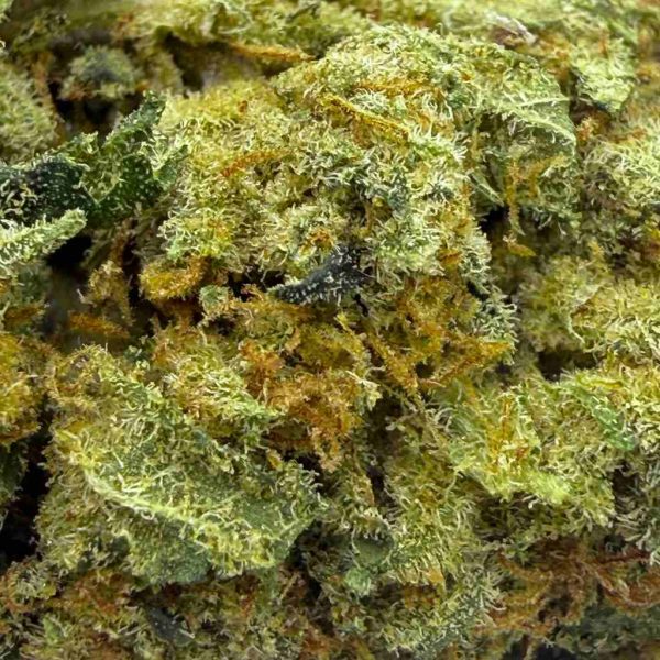 Amnesia-Haze-20 Amnesia Haze Verte - L'Atelier HC
