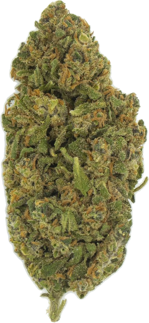 Amnesia Haze Jaune – Image 2