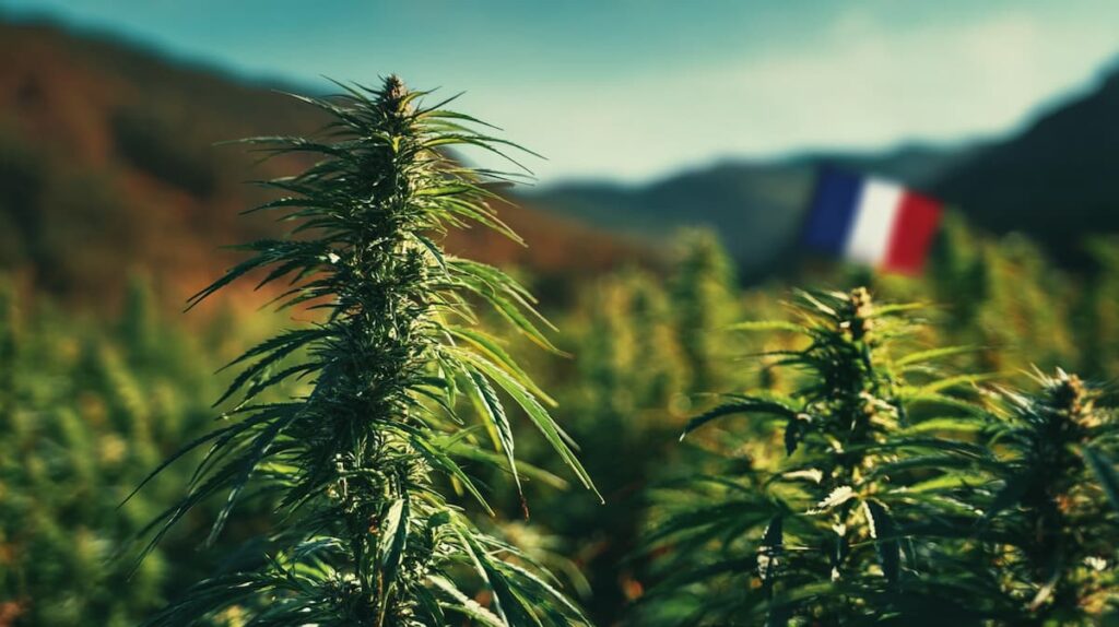 CBD en France et fleurs de chanvre
